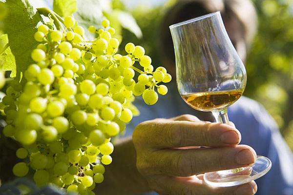 Terroir - Vignes - Cognac
